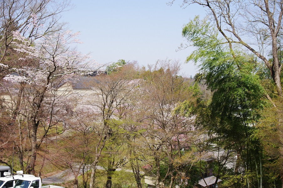 散策路入り口から見た歴史民俗資料館の桜